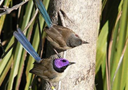 Image: Purple-crowned Fairy-wren.