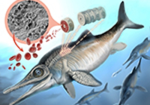 Image: Artwork of Jurassic Ichthyosaur. Image: Artwork of Jurassic Ichthyosaur. Image credit: Curtin University.