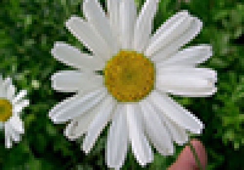 A Dalmatian chrysanthemum (Tanacetum cinerariifolium), of the pyrethrum genus, which has been used for centuries as a natural insecticide. A Dalmatian chrysanthemum (Tanacetum cinerariifolium), of the pyrethrum genus, which has been used for centuries as a natural insecticide.