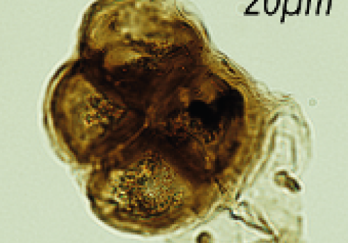 The oldest Australian cryptospore, from the Ordovician period, 460 million years ago. The oldest Australian cryptospore, from the Ordovician period, 460 million years ago.