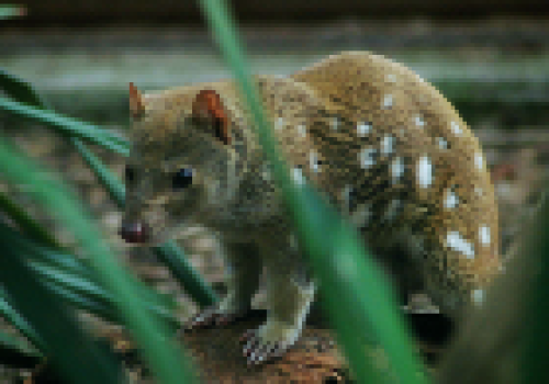The endangered Tiger Quoll. The endangered Tiger Quoll.