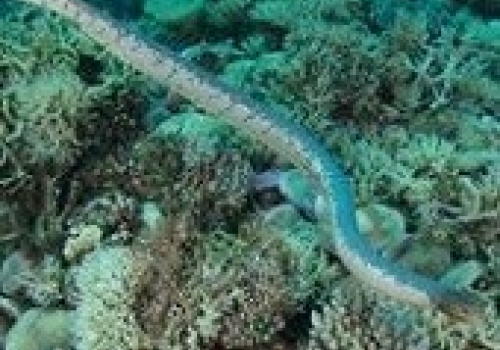 A sea snake A sea snake