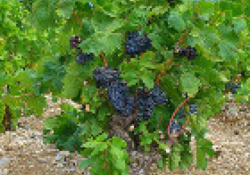 The common grapevine. The common grapevine.
