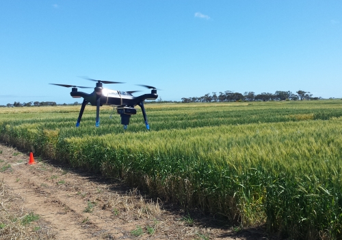 Image: Aerial drone flying over wheat field. Image credit: The University of South Australia. Image: Aerial drone flying over wheat field. Image credit: The University of South Australia.