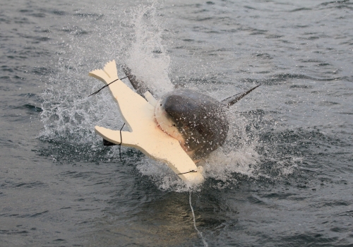 Image: White shark (Carcharodon carcharias) attacking a control seal-shaped decoy without the new counter-illumination technology attached. Image credit: Associate Professor Nathan Hart, Macquarie University Image: White shark (Carcharodon carcharias) attacking a control seal-shaped decoy without the new counter-illumination technology attached. Image credit: Associate Professor Nathan Hart, Macquarie University