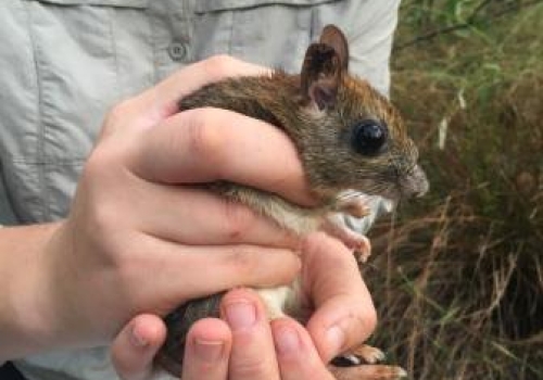 Image: A Brush-tailed Rabbit-rat (Conilurus penicillatus) on Melville Island. Image credit: Hugh Davies. Image: A Brush-tailed Rabbit-rat (Conilurus penicillatus) on Melville Island. Image credit: Hugh Davies.