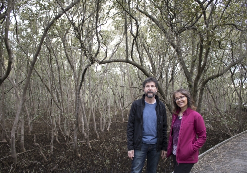 Image: Associate Professor Jose Rodriguez and Associate Professor Patricia Saco in the mangroves. Image credit: The University of Newcastle. Image: Associate Professor Jose Rodriguez and Associate Professor Patricia Saco in the mangroves. Image credit: The University of Newcastle.