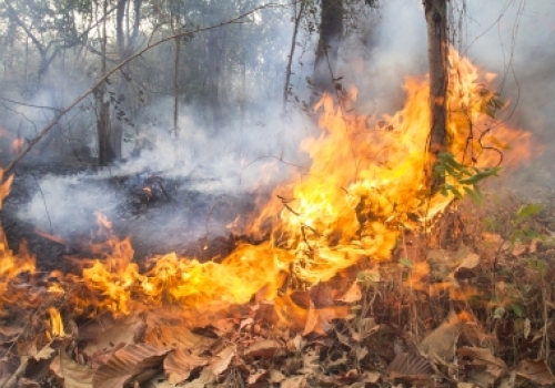 Destroyed By Burning Forest by Toa55 Image: Destroyed By Burning Forest by Toa55 freedigitalimages.net.