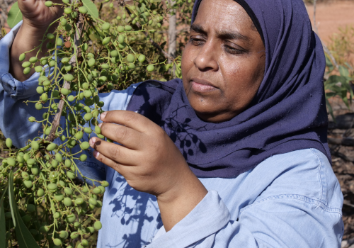 Associate Professor Yasmina Sultanbawa with green plum in East Arnhem Land © UQ Associate Professor Yasmina Sultanbawa with green plum in East Arnhem Land © UQ