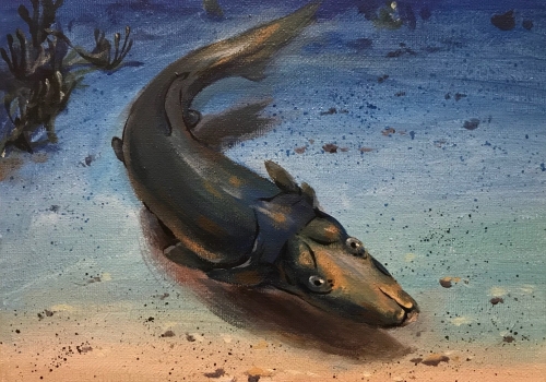 A life reconstruction of Brindabellaspis stensioi, an unusual placoderm fish from the 400-million-year old Burrinjuck reef in New South Wales, Australia. A life reconstruction of Brindabellaspis stensioi, an unusual placoderm fish from the 400-million-year old Burrinjuck reef in New South Wales, Australia.
