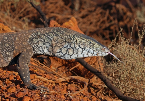 A perentie (Varanus giganteus) observed crossing a road into reference bushland adjacent to an active mine site in Mid West Western Australia. A perentie (Varanus giganteus) observed crossing a road into reference bushland adjacent to an active mine site in Mid West Western Australia.