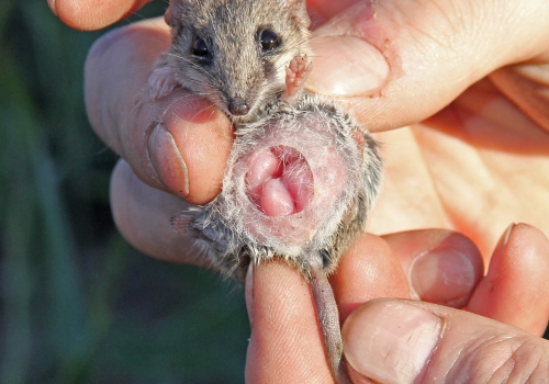 A survivor of the wildfire, a common dunnart, Sminthopsis murina, with pouch young in spring 2013