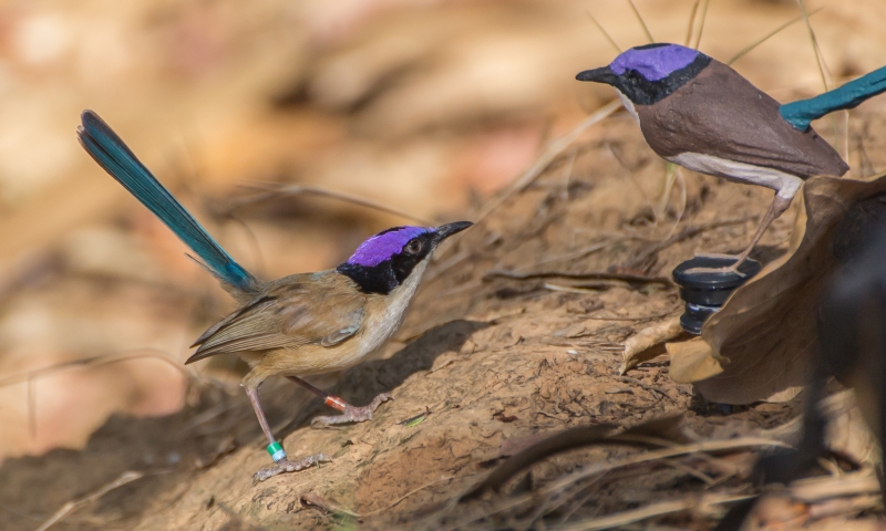 Resident breeder male purple-crowned fairy-wren investigating a 3D-printed model representing a male intruder in nuptial plumage in his territory.