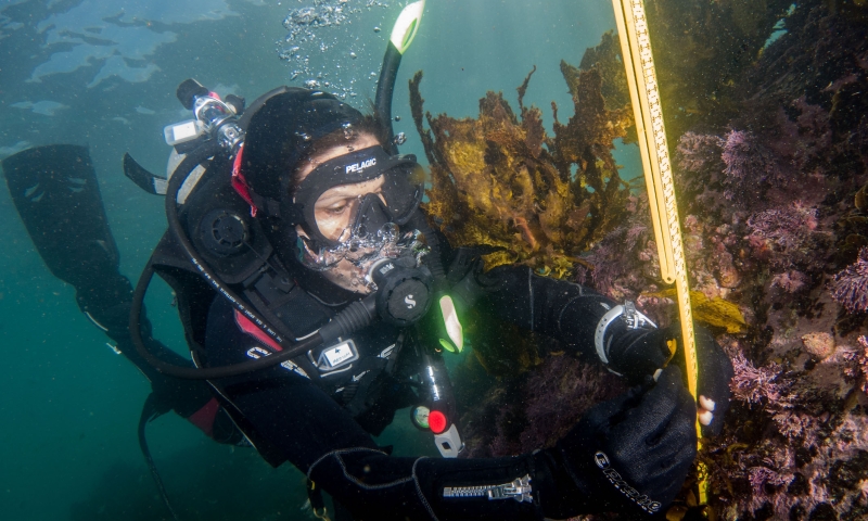 Associate Professor Adriana Vergés measuring crayweed. 