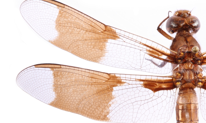 Common whitetail dragonfly. Credit: Public domain image by  Christopher Johnson (Insects Unlocked, University of Texas at Austin)