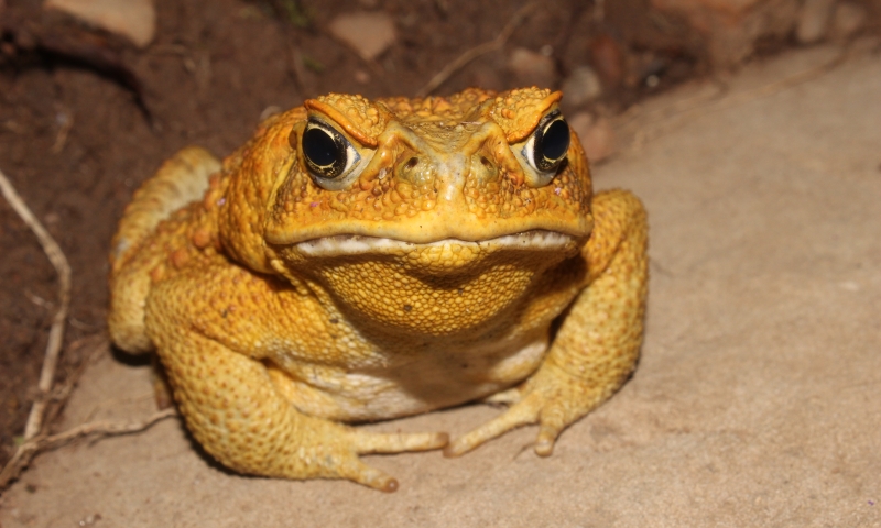 Cane toad yellow.