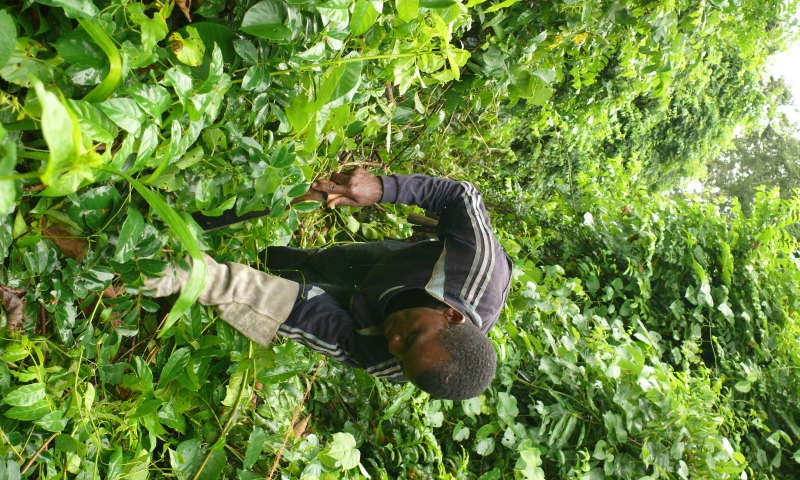 Research assistant Gerard Kyasapa cutting a vine thicket in Tanzania. 