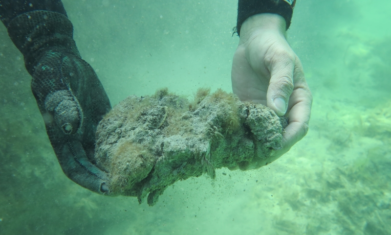 A researcher holds a lump of dead seagrass.