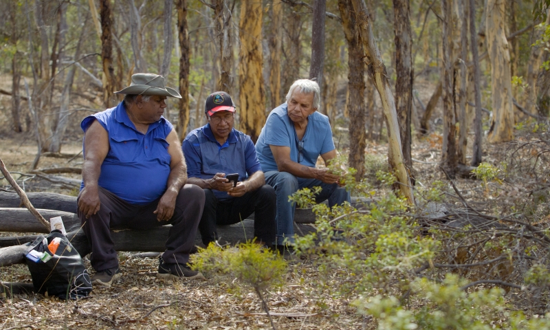 Darryl Kickett (centre) with Narrogin-based Research Assistant and Dryandra  Wilman Elder Travis Abraham (left) and Wilman Elder Clive Abraham (right).  Credit: Curtin University