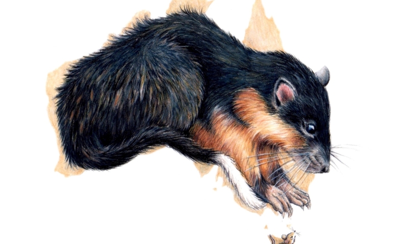 Illustration of  rat