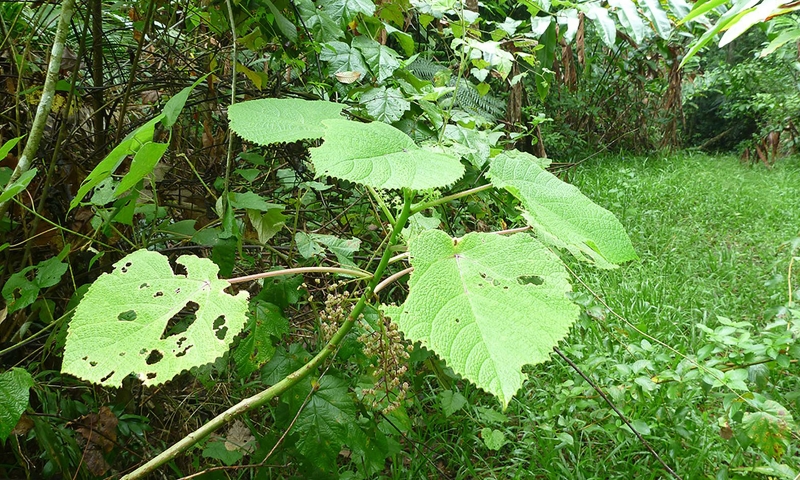 stinging tree leaves