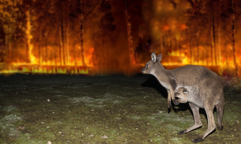 kangaroo in front of a bush fire