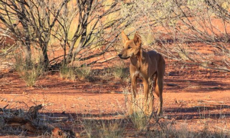Wild dog dingo in the wild nature Australia.