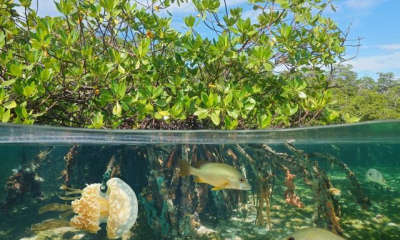 Mangrove half and half with fish and jellyfish.