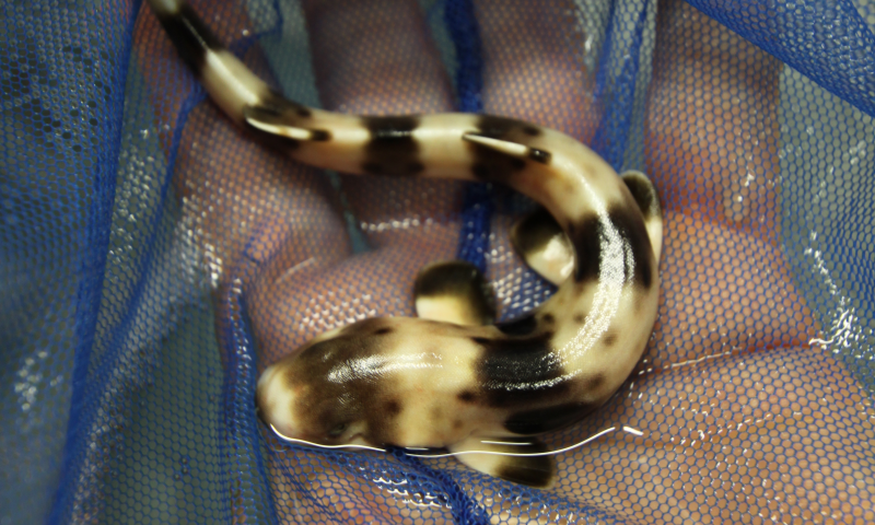 A newly hatched epaulette shark