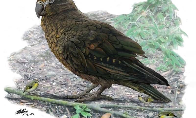 Reconstruction of the giant parrot Heracles