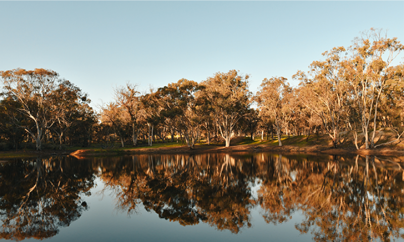 The Dryandra Woodland