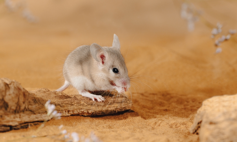 Image of a spiny mouse