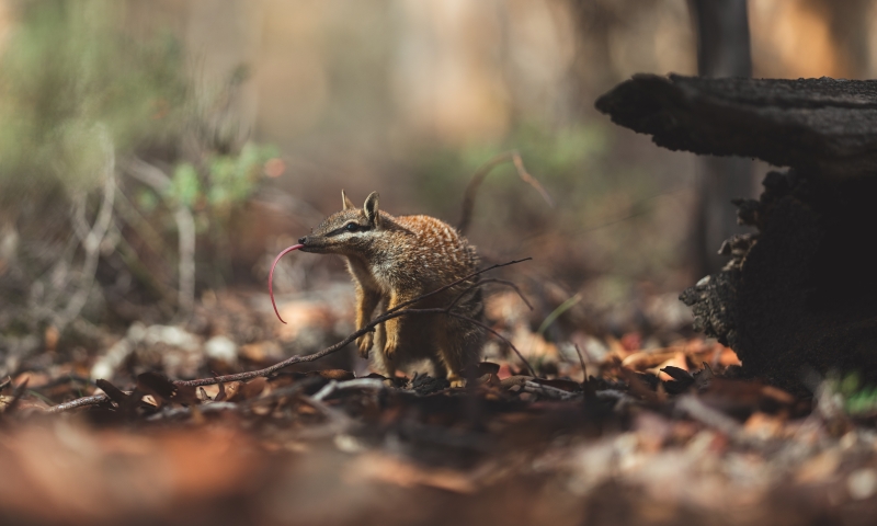 A numbat forages for food in Dryandra Woodlands.   Image credit: iStock, Lewis Burnett