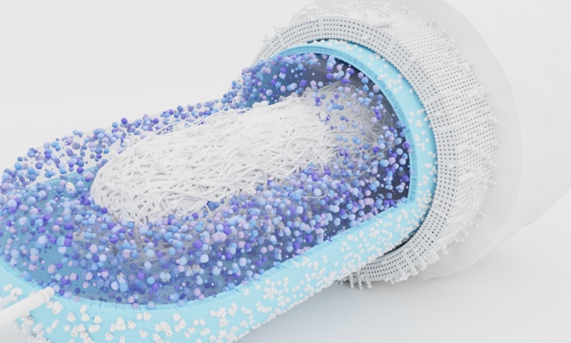 A 3D artist's rendering depicts the layered internal structure of a bacterial cell. The illustration features multiple concentric layers, each representing different cellular components. The outermost layer suggests a cell membrane, while inner layers display various subcellular structures, such as the cytoplasm and genetic material. The rendering uses vibrant colours and semi-transparent textures to highlight the complexity and organisation of the bacterial cell's architecture.