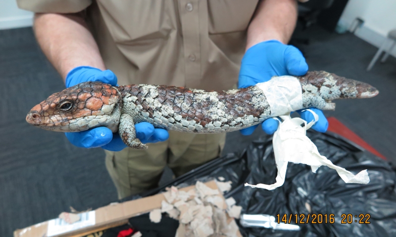 A person wearing blue protective gloves holds a shingleback lizard indoors.