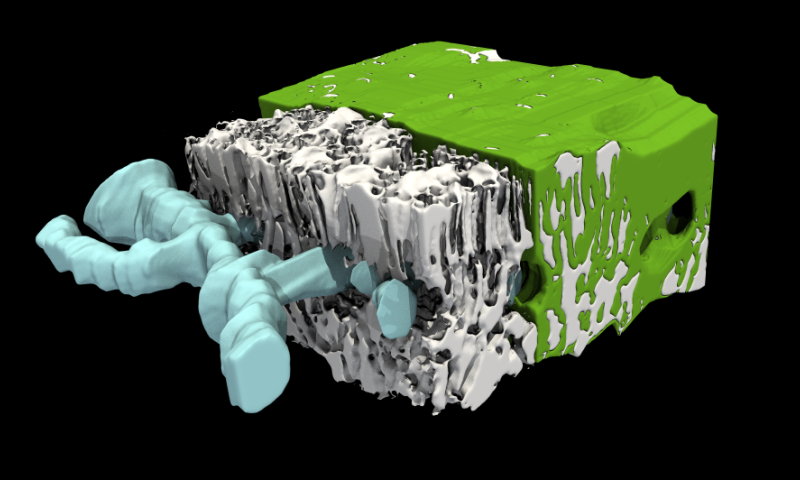 Internal structure of a piece of sunflower leaf with veins in blue, airspace and plant cells