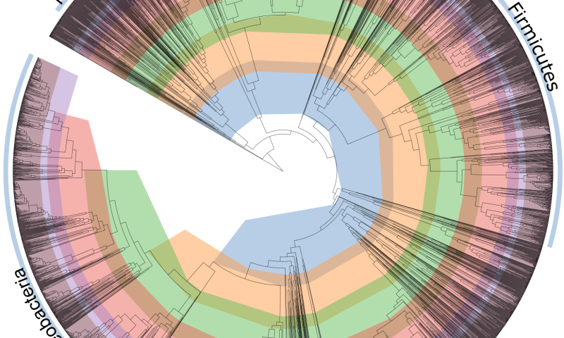 The ‘tree of life’ for the bacterial world, bacteria’s taxonomy in a phylogenetic tree.