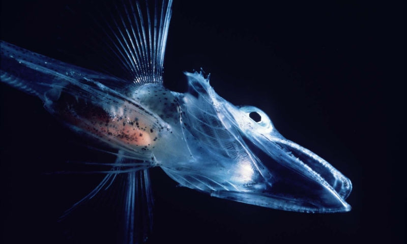 Icefish UK