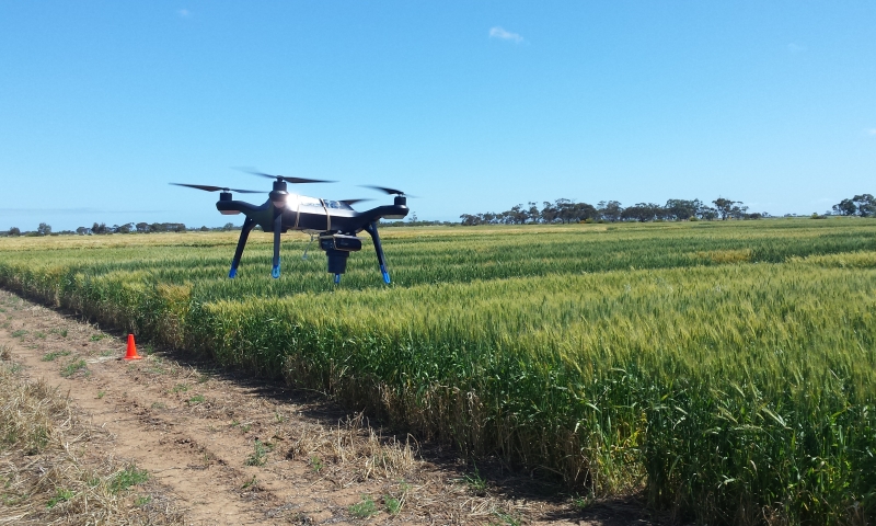 Image: Aerial drone flying over wheat field. Image credit: The University of South Australia.