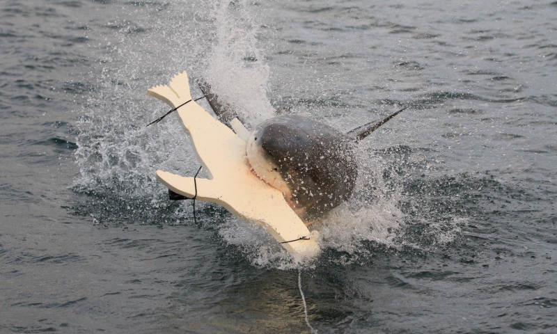 Image: White shark (Carcharodon carcharias) attacking a control seal-shaped decoy without the new counter-illumination technology attached. Image credit: Associate Professor Nathan Hart, Macquarie University