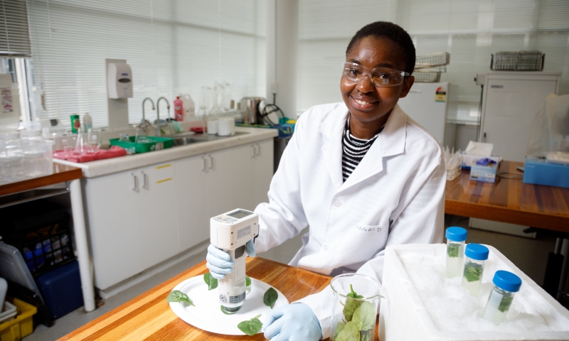 PhD Candidate Vongai Dakwa measures the colour of baby spinach using a colourimeter in a Tasmanian Institute of Agriculture lab.