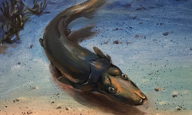 A life reconstruction of Brindabellaspis stensioi, an unusual placoderm fish from the 400-million-year old Burrinjuck reef in New South Wales, Australia.