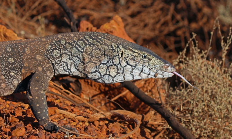 A perentie (Varanus giganteus) observed crossing a road into reference bushland adjacent to an active mine site in Mid West Western Australia.